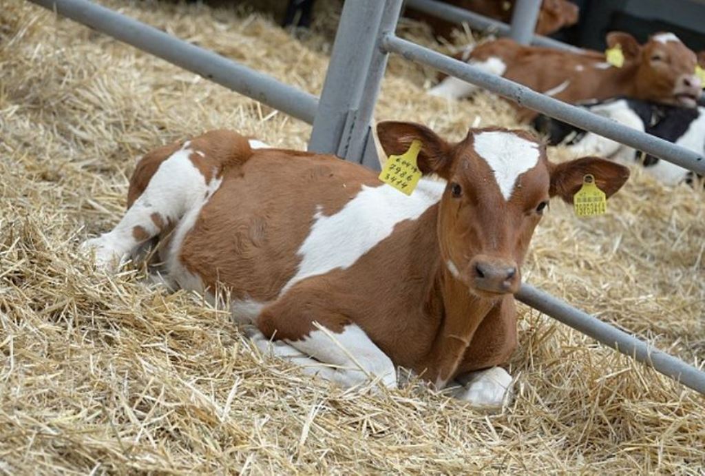 Бить или не бить? Откорм бычков молочного направления даст рынку до 700 тысяч тонн мяса в год